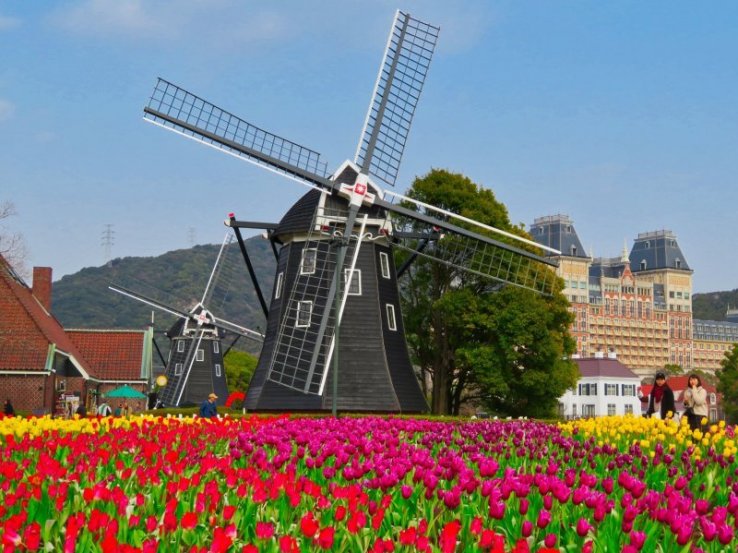 Colorful tulips and windmills at Huis Ten Bosch