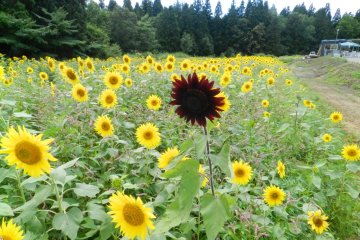 A single dark red sunflower.