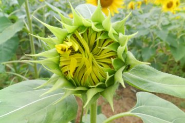 Shy sunflowers.