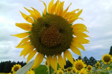 Happy flowers.
