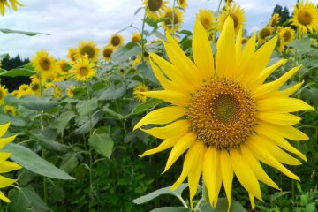 Yellow, green, blue...