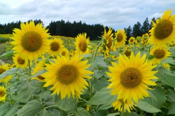 Faces toward the sun.