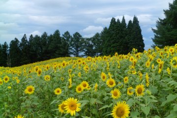 Rolling hills of sunflowers.