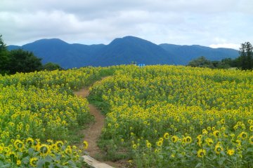 Flowers in the foreground, mountains in the background.
