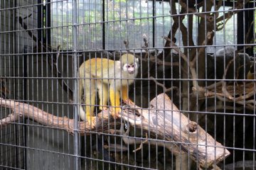 The common squirrel monkey is the first to greet you when you walk into the zoo