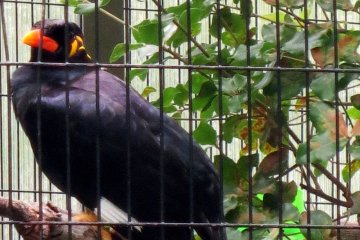 This Greater Hill Myna can say hello, good morning, goodbye and can even meow like a cat!