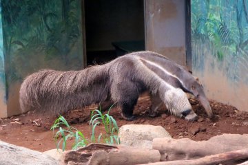 It was my first time seeing the giant anteater and I was stunned by its size as it roamed looking for food