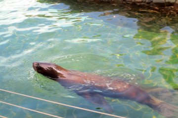 The playful South American sea lion swims back and forth in its pool