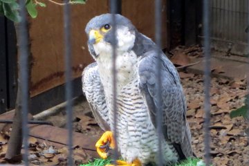 The peregrine falcon was a majestic sight to behold