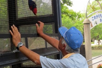 The zookeeper lures down the beautiful black-capped lory