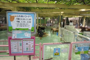 The petting zoo section included animals like bunnies, goats, guinea pigs, chickens, and more!
