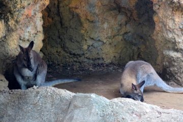 It was exciting seeing animals I'd never seen before, like these red-necked wallabies