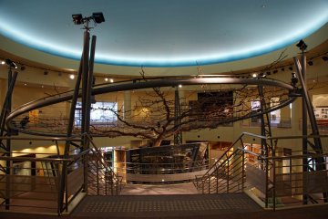 The main exhibition hall is home to this huge pear tree - it was the largest pear tree in the 20th Century in Japan