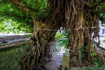 The largest Japanese sea fig tree in Japan lives at Narao Shrine