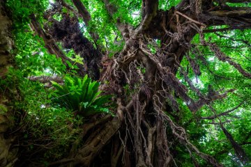 Various species of plants live on the 670-year-old giant with hanging roots