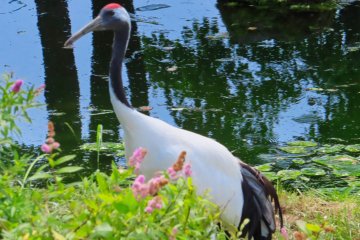 Female Red Crowned Crane Mucki, Akan International Crane Center