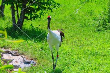 Male Red Crowned Crane, Akan International Crane Center