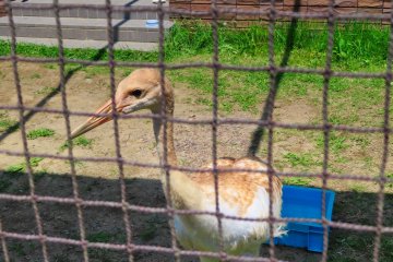 Young Crane