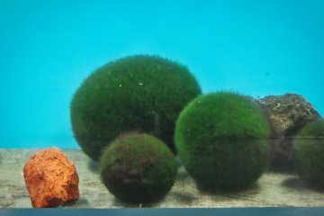 Marimo (algae ball)