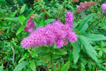 Willow Leaf
