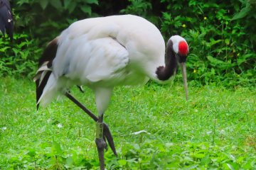 Red Crowned Crane, Kushiro Zoo