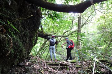 Enjoy your hike carefree with a local guide. 
