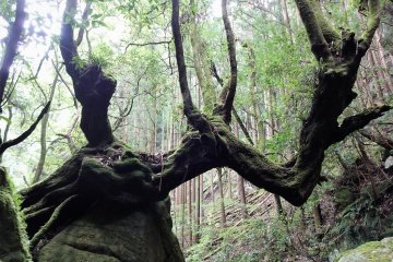 Virgin Forest in Hyakkenzan Gorge