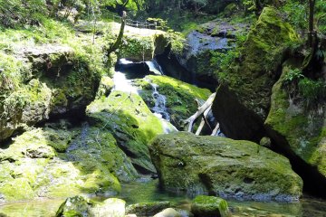Moss wherever you look in Hyakkenzan Valley. 
