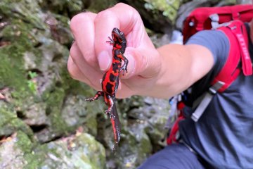 Black on top, red underneath, a colorful creature of forest. 