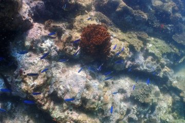 Colorful little fish in swarms all around. 