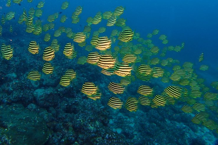 Kagokakidai: Yellow and Black Stripe Fish