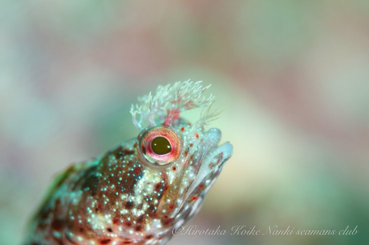 Kokeginpo: Moss Fringe Head Fish