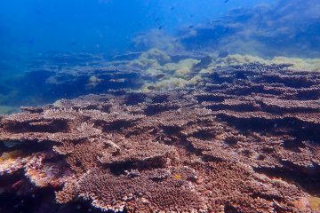 Table corals off the coast of Kushimoto.