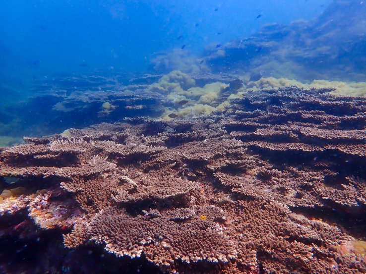 Table corals off the coast of Kushimoto.