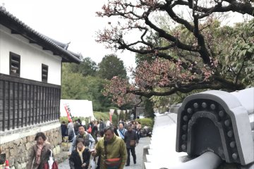 Zuishin Temple becomes a hive of activity during the Hanezu Odori