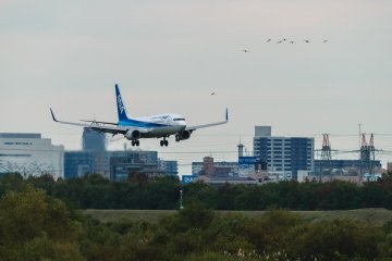 Coming in to land