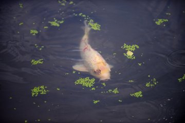 Koi fish at the pond