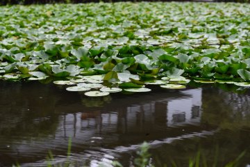 Reflection of the building on the pond