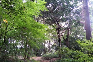Forest trail