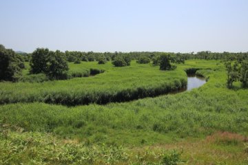 Une première vue du marais en sortant de la forêt