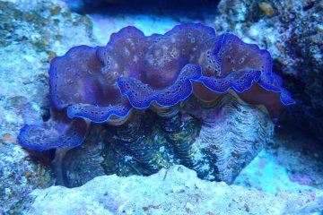 The giant clam is taking center stage
