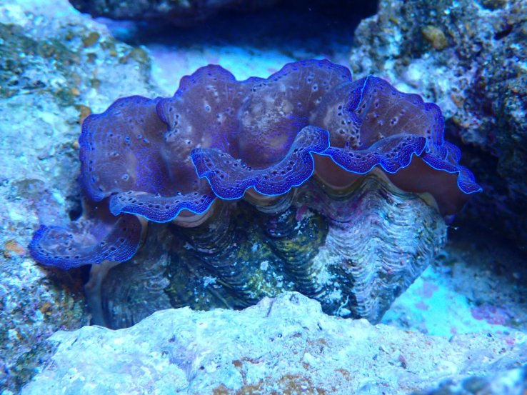 The giant clam is taking center stage
