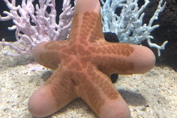 The doughboy starfish is looking particularly naughty
