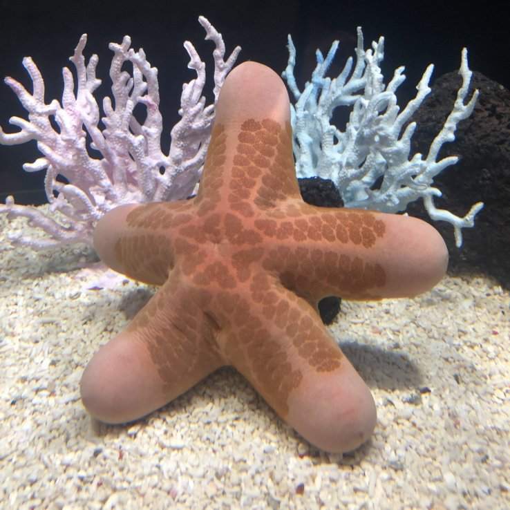 The doughboy starfish is looking particularly naughty