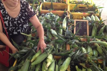 Searching through sweet corn for the perfect ears