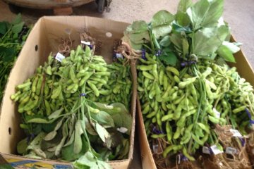 Edamame bounty