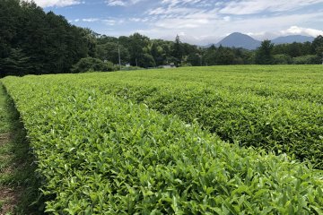 The Eight Tea Regions of Shizuoka