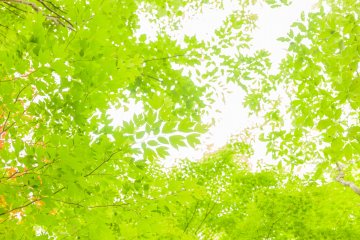 Dazzling green