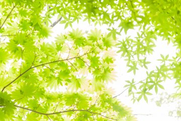 I felt as though green trees were purifying my body and soul