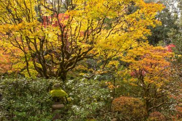 Shoin Ihokuken was relocated from Sen Rikyu's residence.